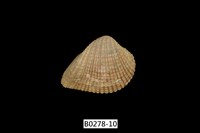 藏品(歪簾蛤)的圖片